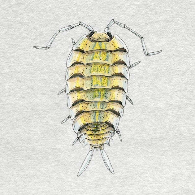 Porcellio bolivari Isopod by paintedpansy